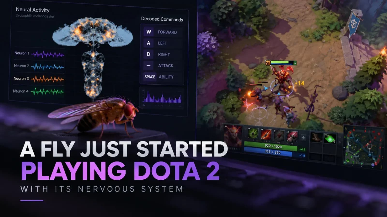A Fly Just Started Playing Dota 2 With Its Nervous System
